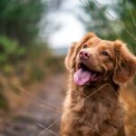 Choosing a Multivitamin Powder for Dogs: Benefits and Recommendations 