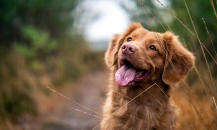 Choosing a Multivitamin Powder for Dogs: Benefits and Recommendations 