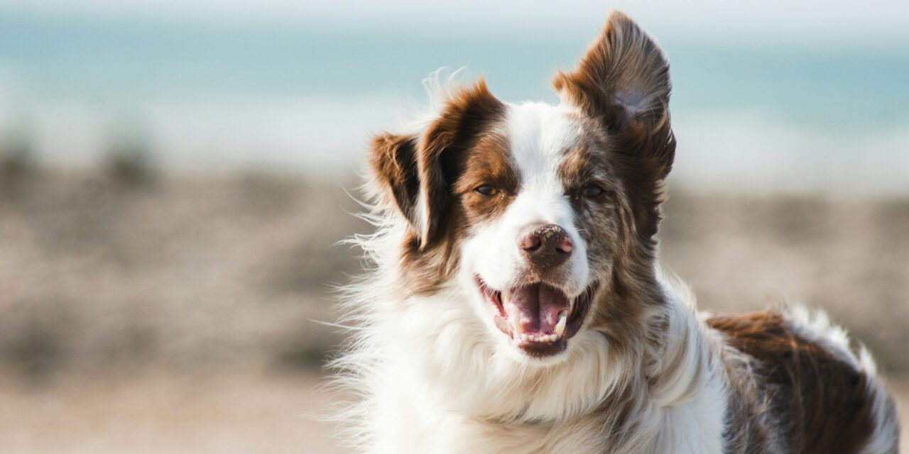 The Final Days: Managing End-Stage Kidney Failure in Dogs 