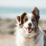 The Final Days: Managing End-Stage Kidney Failure in Dogs 