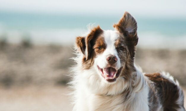 The Final Days: Managing End-Stage Kidney Failure in Dogs 