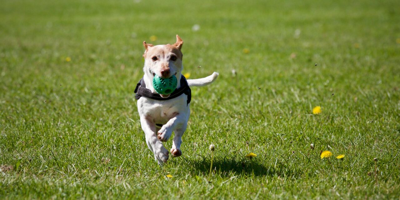 Congestive Heart Failure Dog