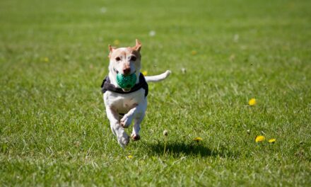 Congestive Heart Failure Dog