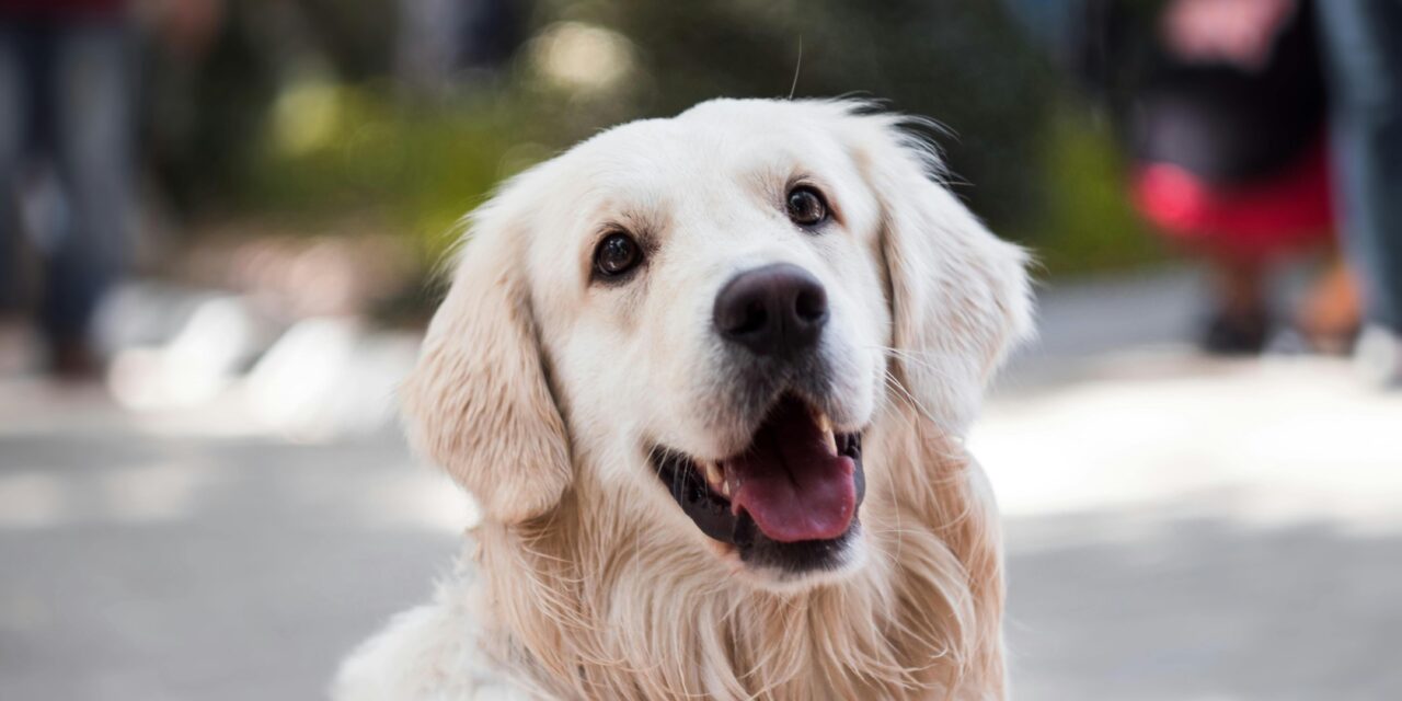 Early Detection: Signs of Kidney Disease in Dogs