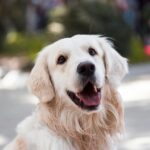 Early Detection: Signs of Kidney Disease in Dogs