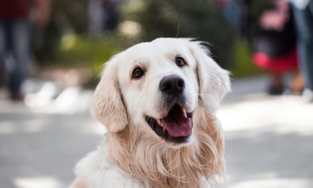 Early Detection: Signs of Kidney Disease in Dogs