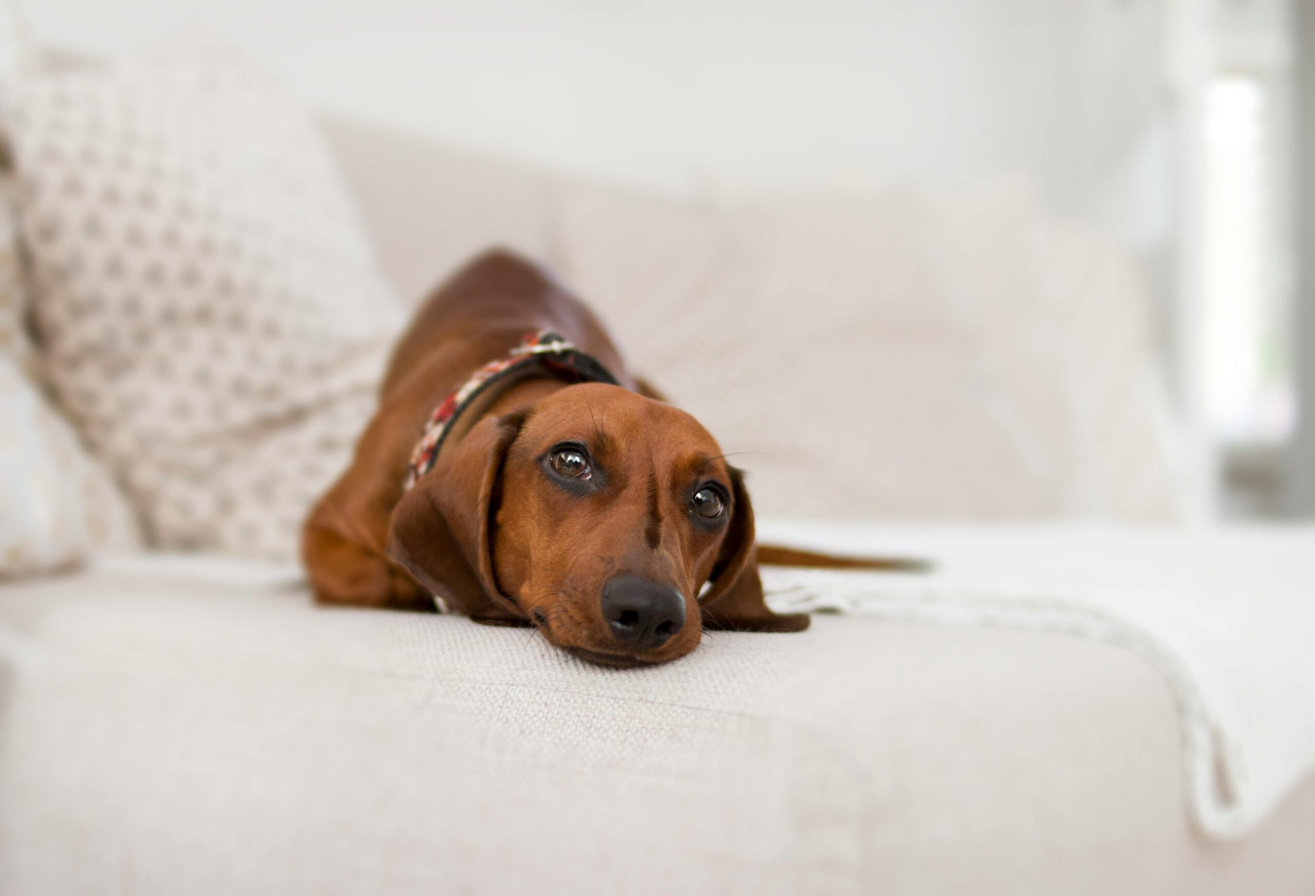 Detailed Symptoms Guide: Kidney Failure in Dogs