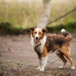 Symptoms of Heart Murmur in Dogs