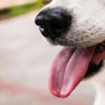 Choosing the Best Senior Dog Multivitamin for Aging Pet