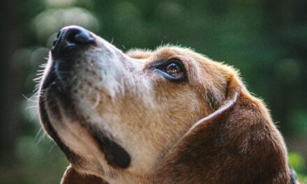 Ensuring Safety: Can Multivitamins Harm Your Dog?