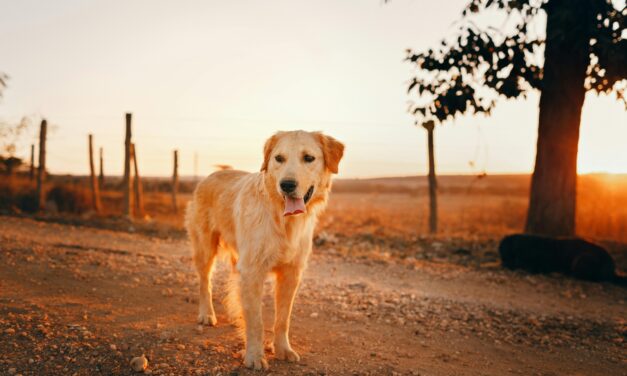 Identifying Symptoms of Kidney Failure in Dogs